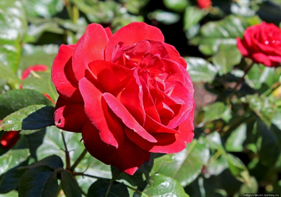 Розы Franco Roses новая Зеландия
