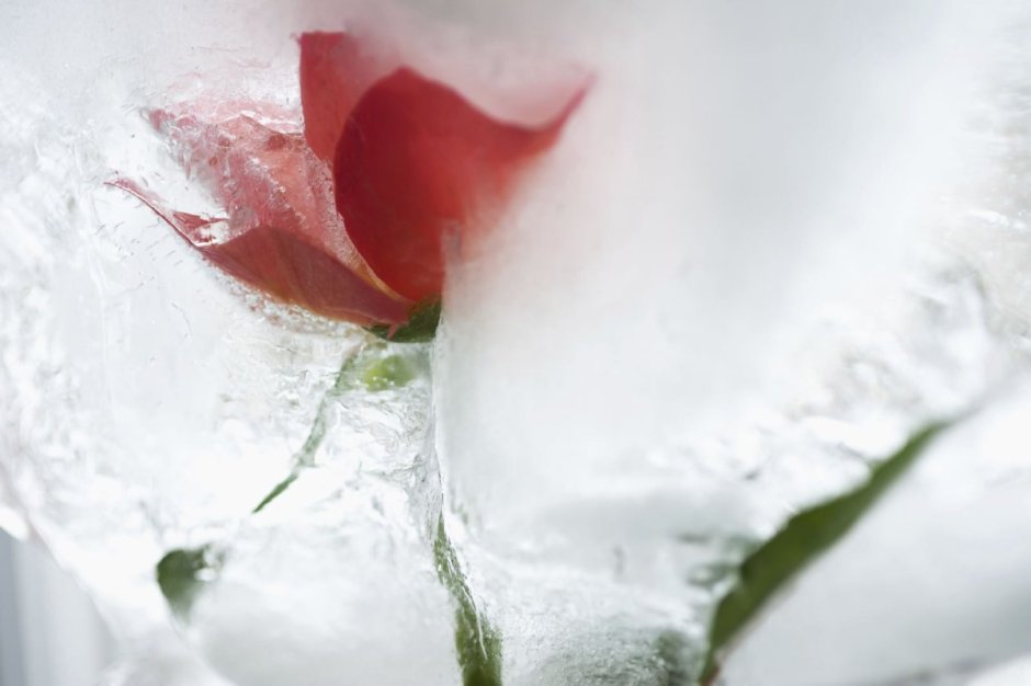 Роза в глыбе льда