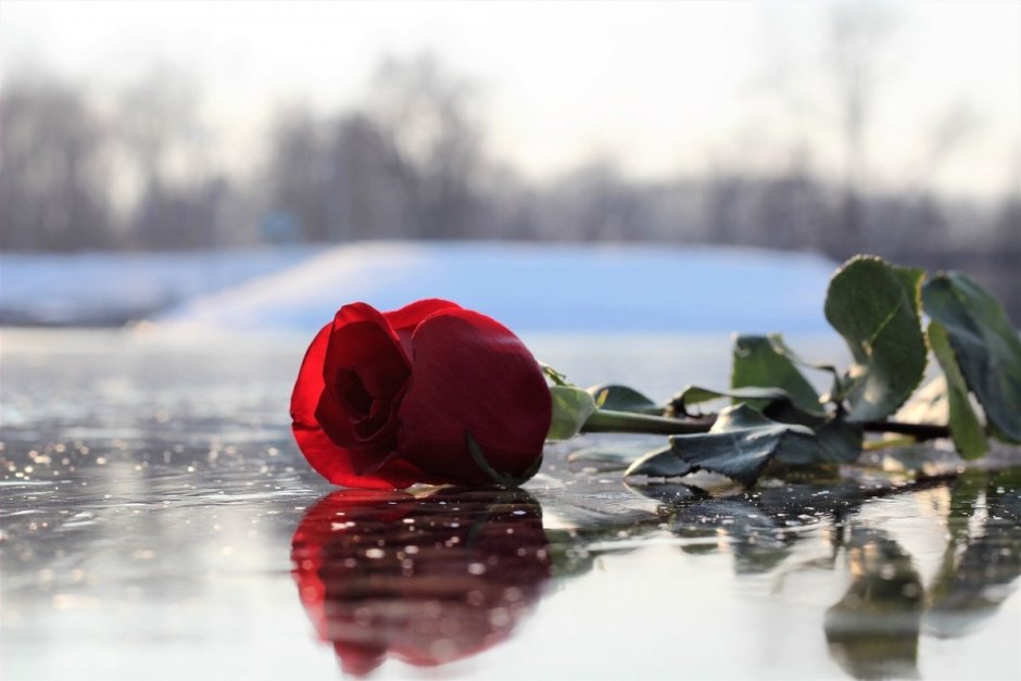 Красная роза во льду
