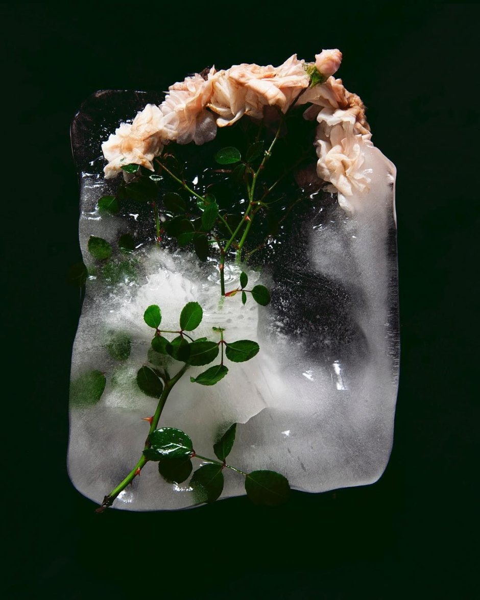 Эстетика цветов во льду