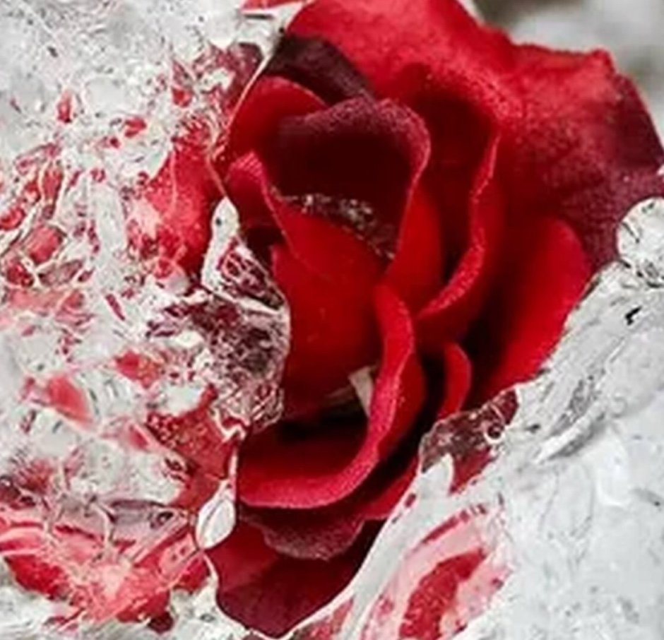 Роза изо льда