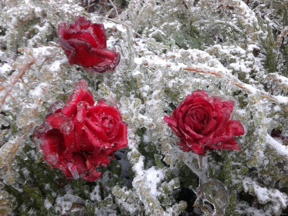Замерзшие цветы во льду