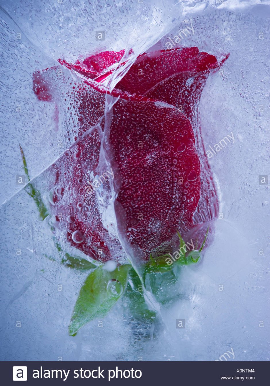 Розы замороженные во льду