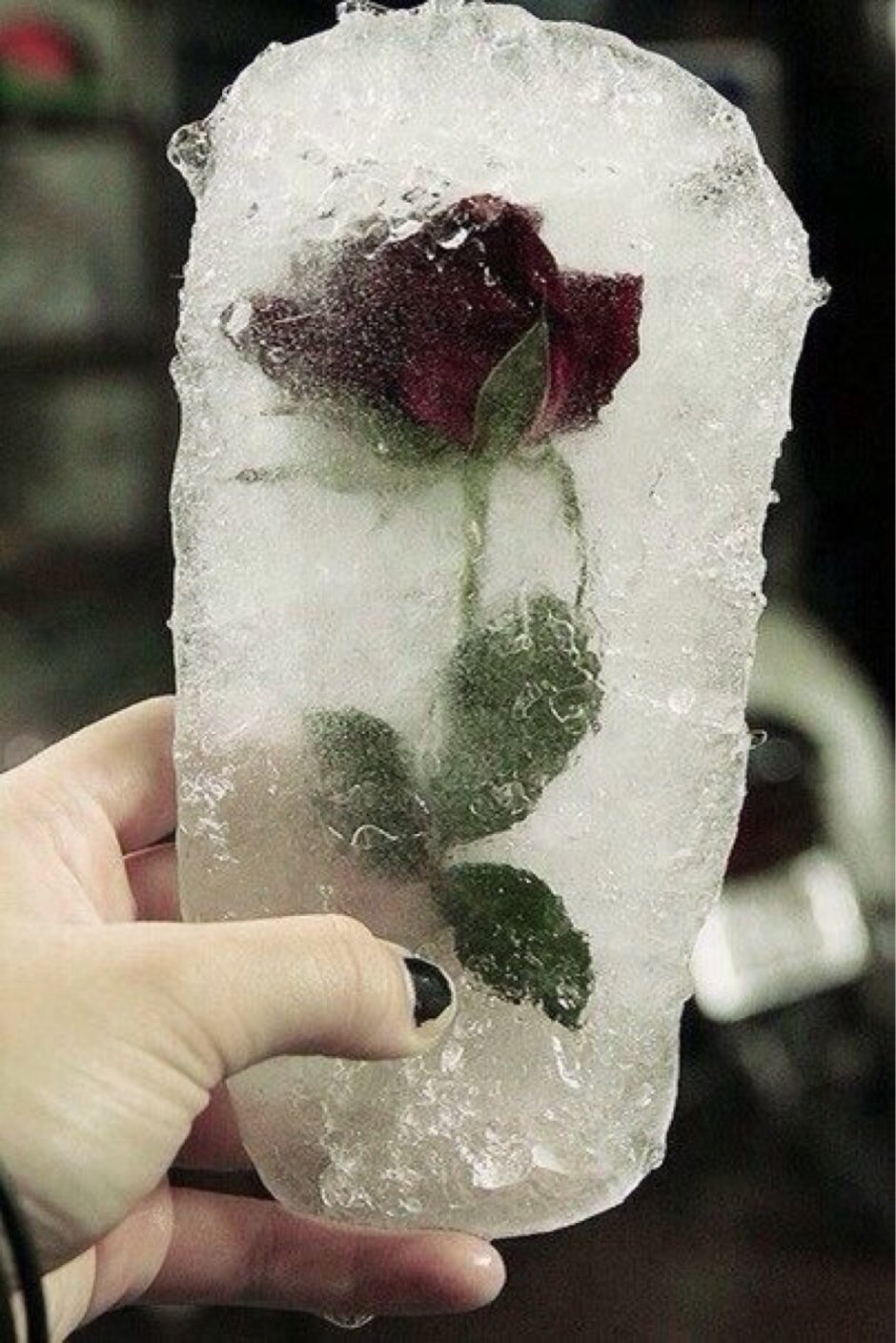 Роза во льду Эстетика