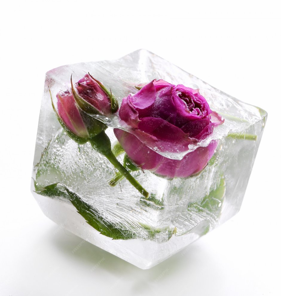 Подарок замороженная роза