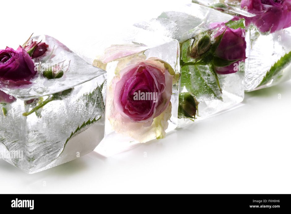 Кубики льда внутри розы