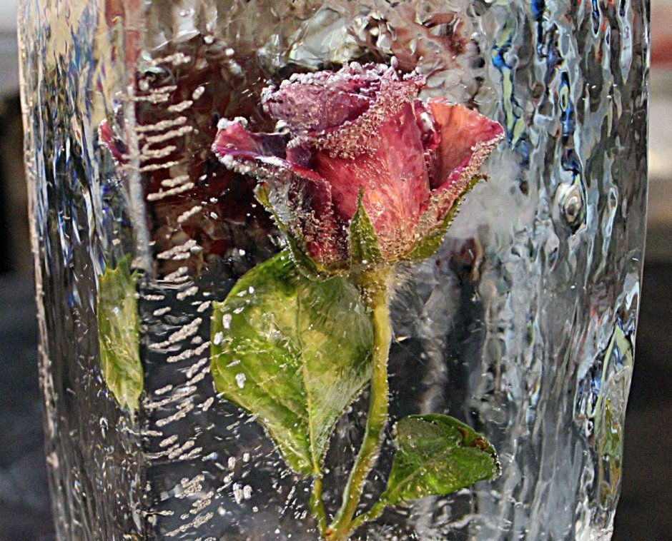 Фотосессия розы во льду