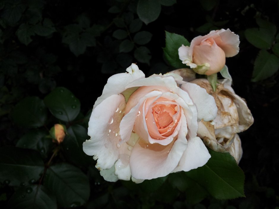 Rita des trois lucs роза