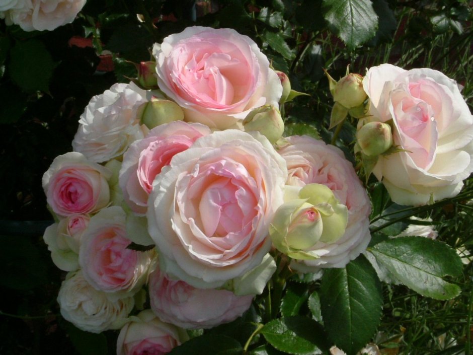 Эден Роуз роза плетистая