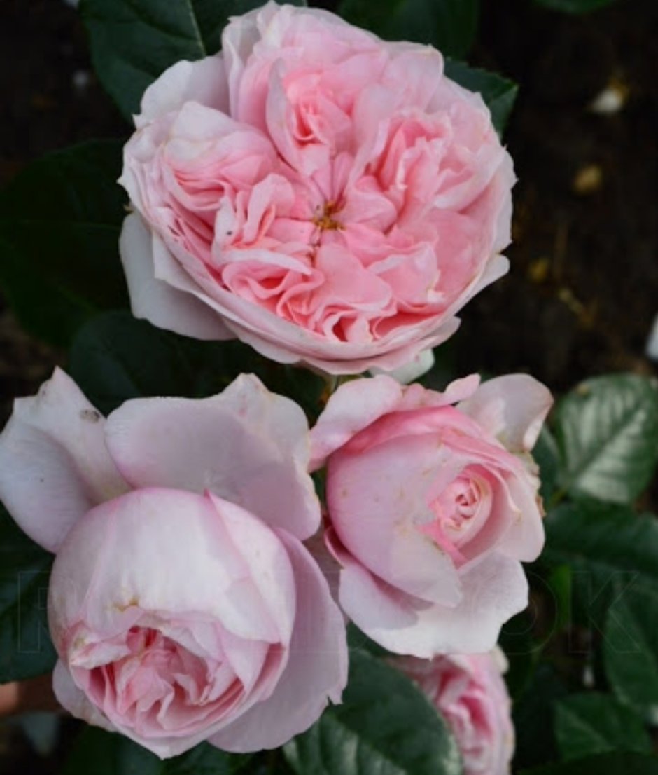 Шато Барберолль роза Chateau Barbeyrolles