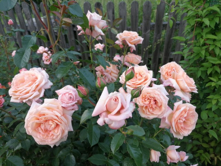 Плетистые розы Барок