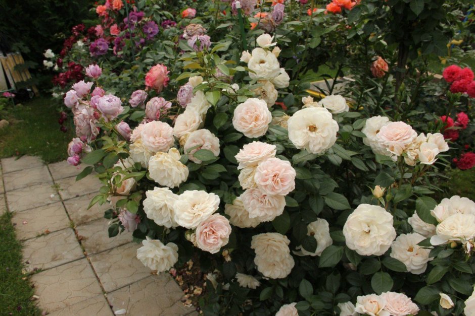 Роза Лионс Роуз в саду