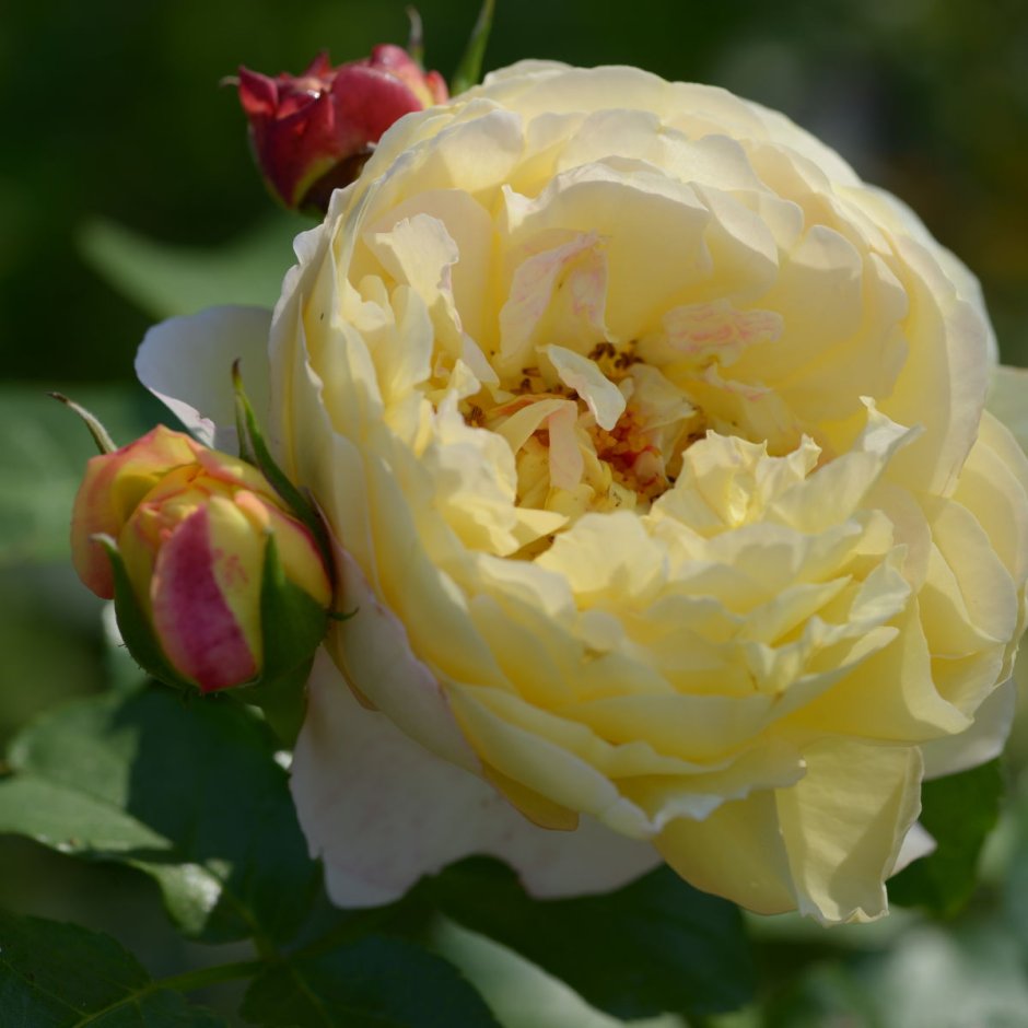 Роза Шато де Версаль энциклопедия роз