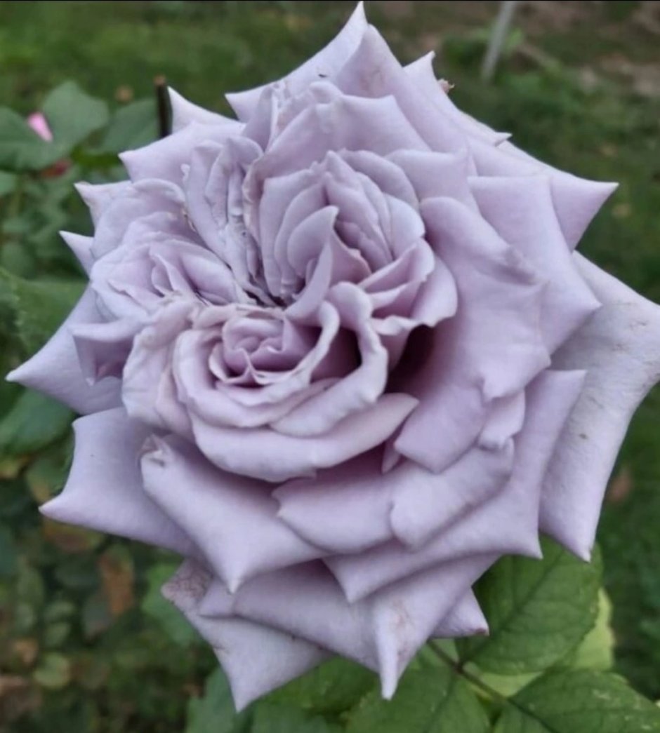 Роза черничный замок