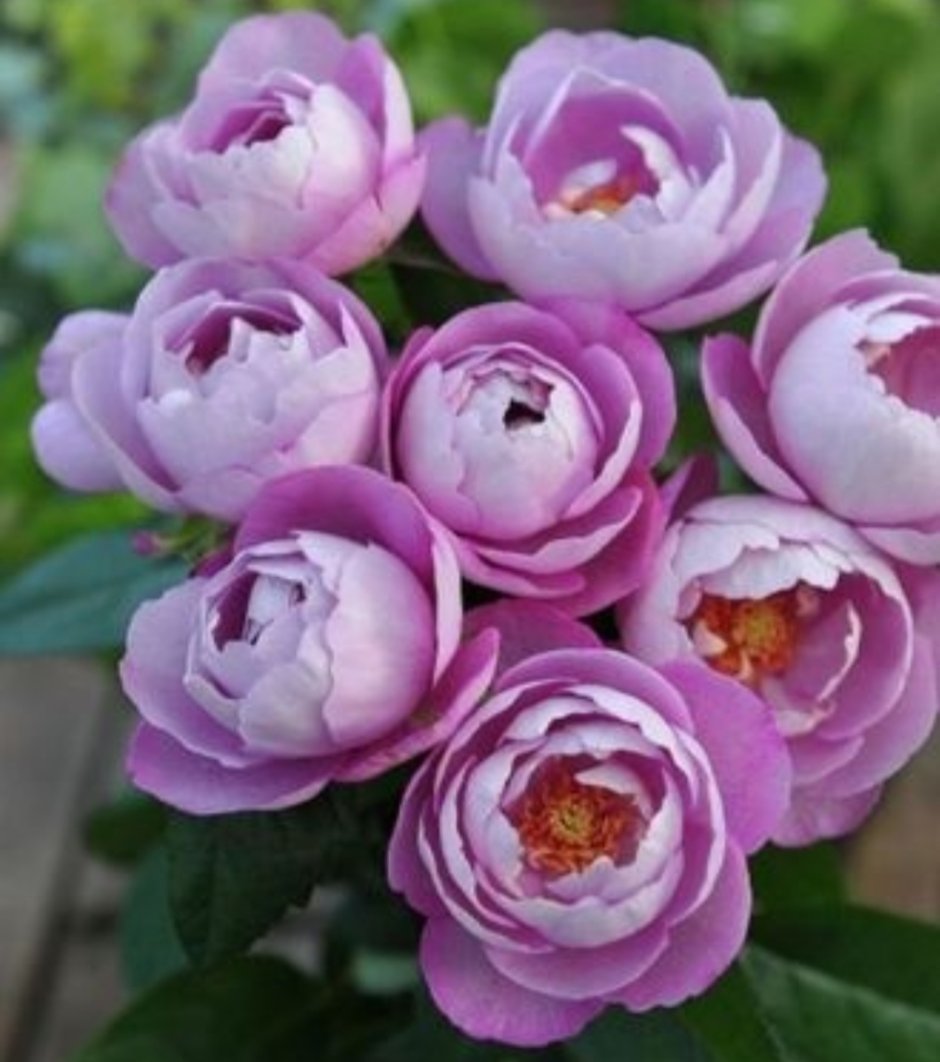 Роза японская Шилаби