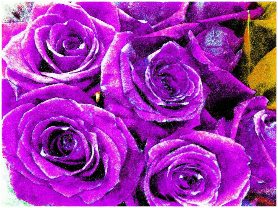 Бутон розы фиолетовые
