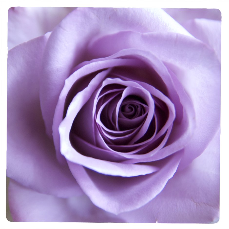 Сиреневые розы с фиолетовой каймой