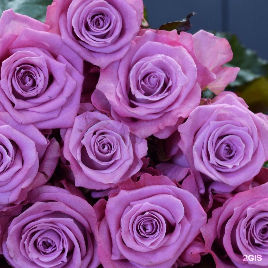 МАРИТИМ роза фиолетовая