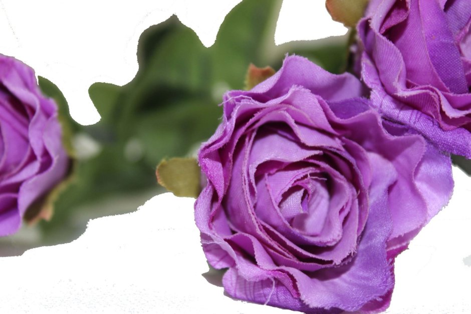 Фиолетовые розы купить