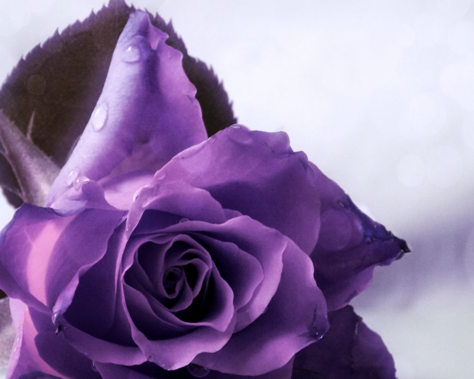 Фиолетовая роза Джоджо