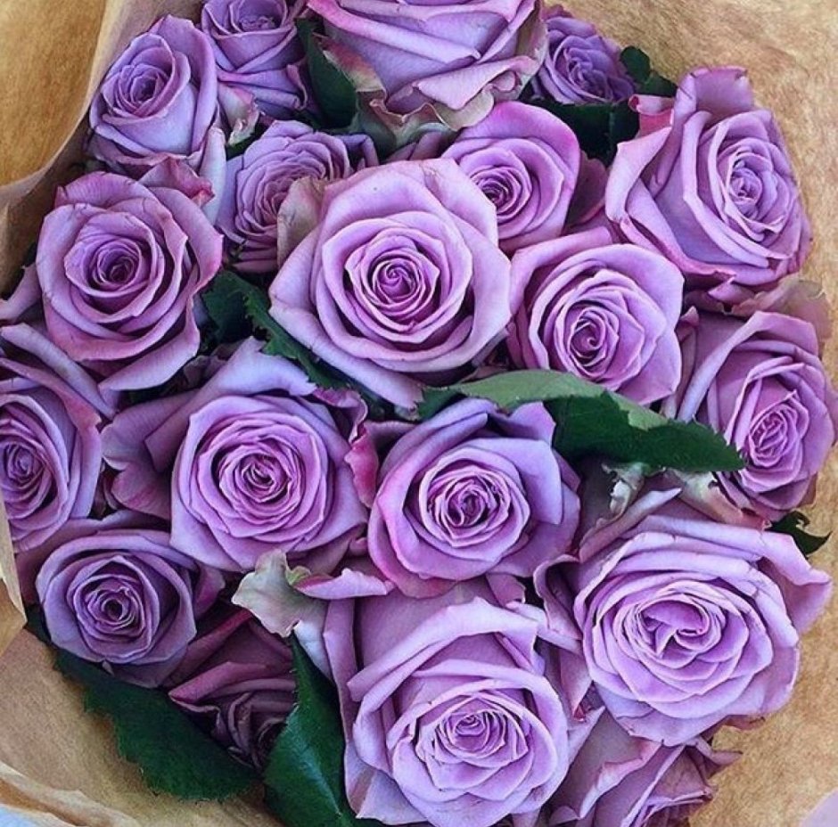 Огромный букет фиолетовых роз