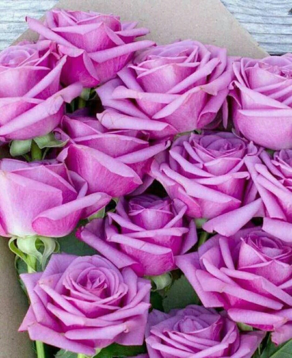Много розы фиолетовые