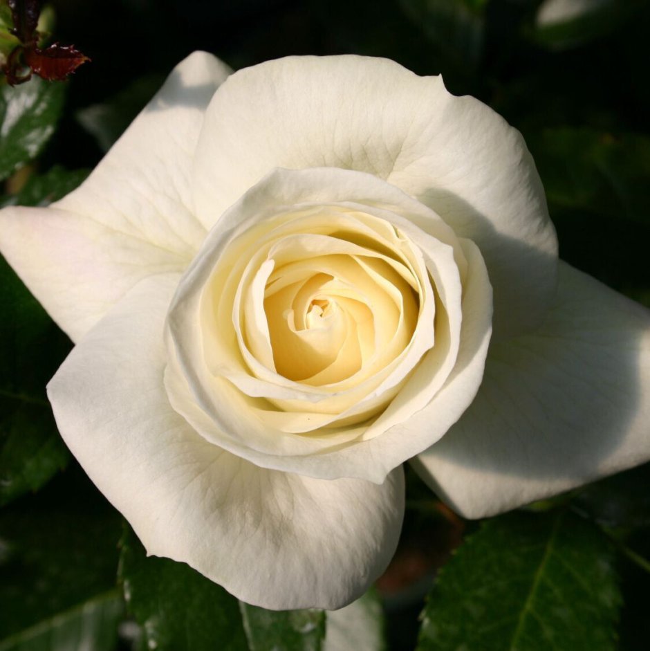 Роза флорибунда ла Палома