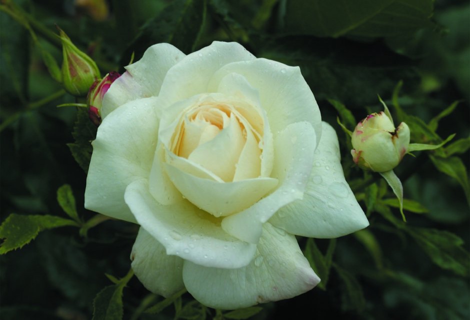 Роза ла Палома 85