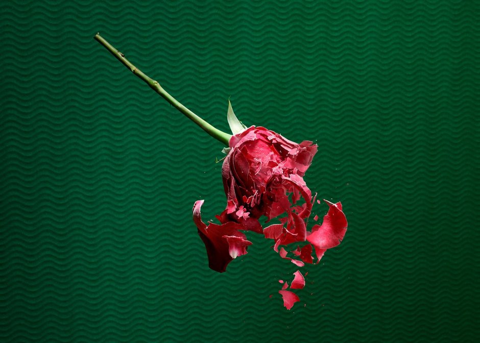 Broken Rose photo Paint