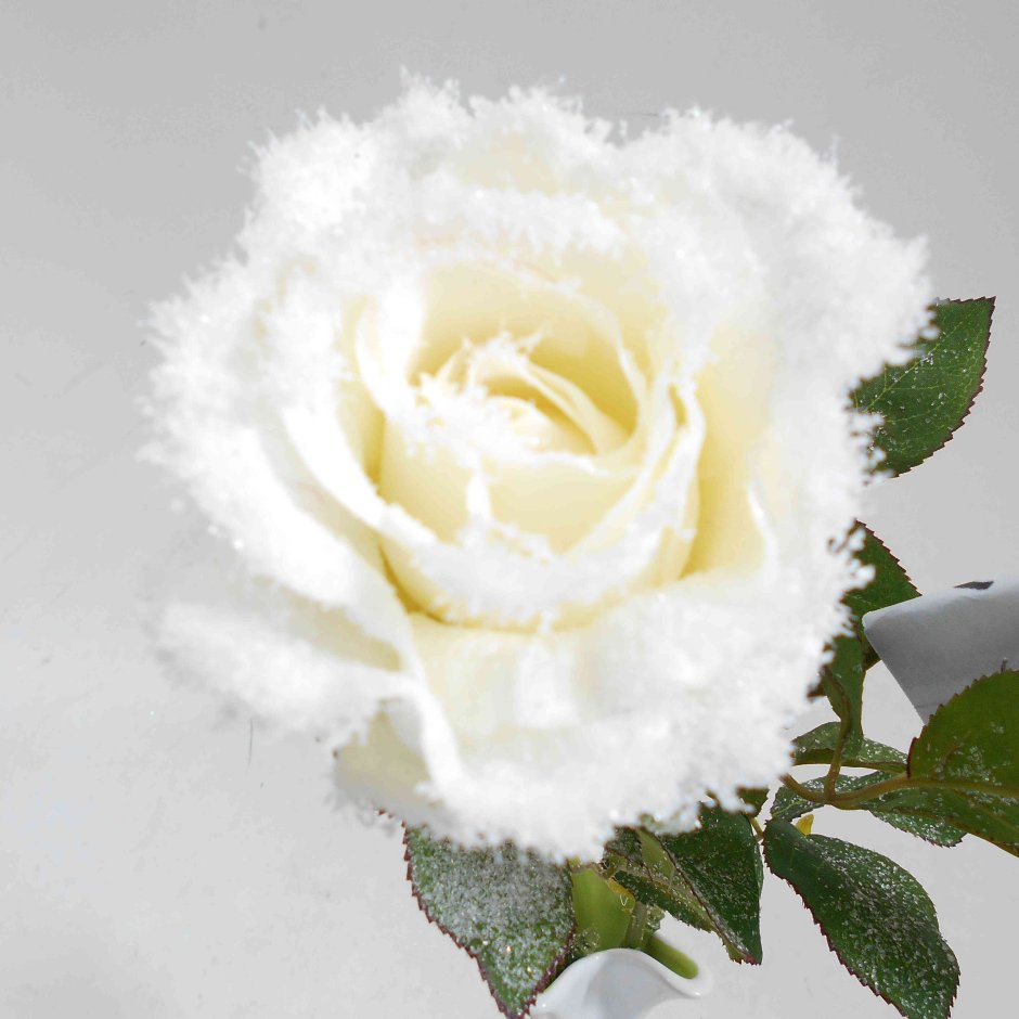 Белая роза в инее