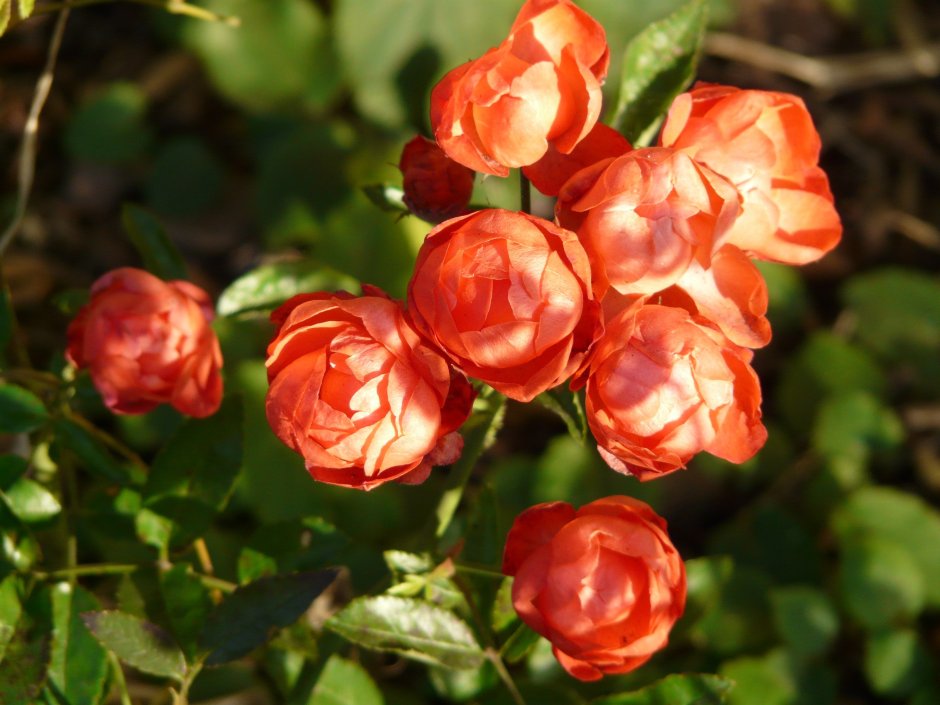 Розы шарообразные кустовые