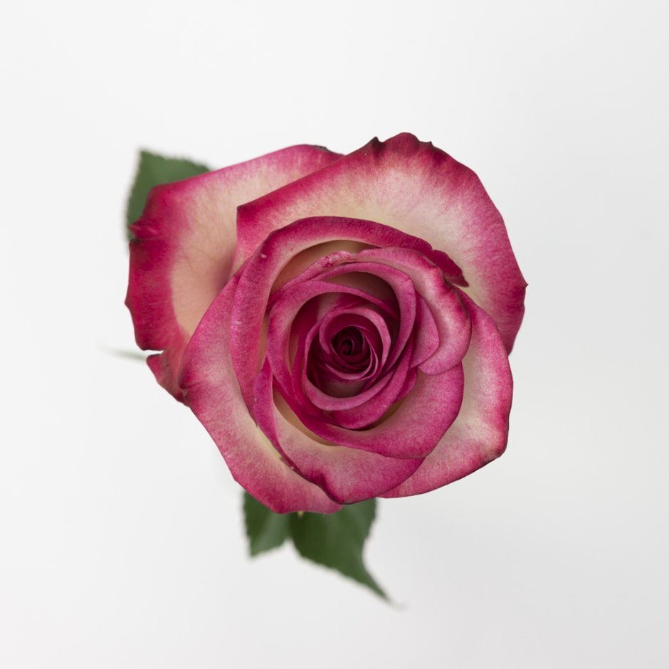 Роза Палома малиновые