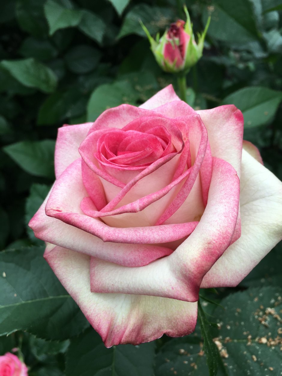 Сорт розы Палома