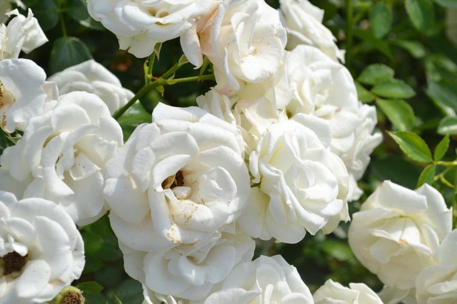 Гардения Жасминовая белоснежная роза