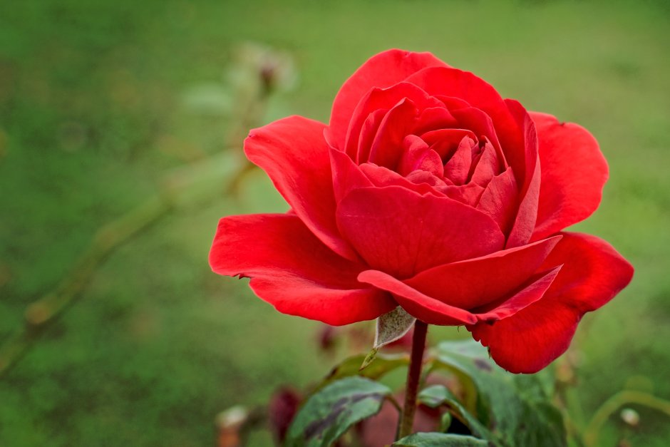 Розы: флорибунда 'Lubecker Rotspon'