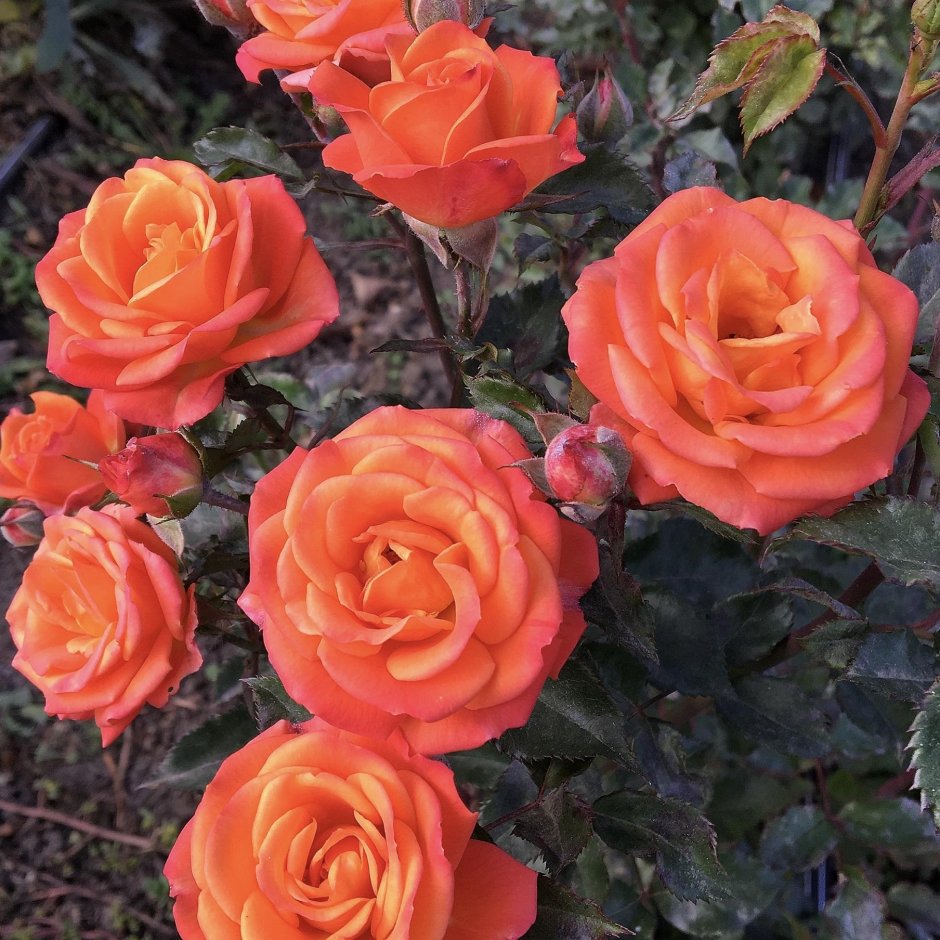 Бордюрная роза оранж