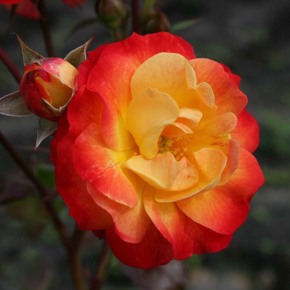 Фаерберд Firebird роза