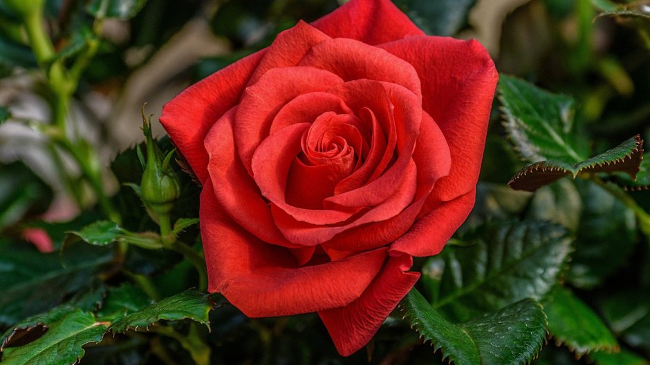 Роза капелио