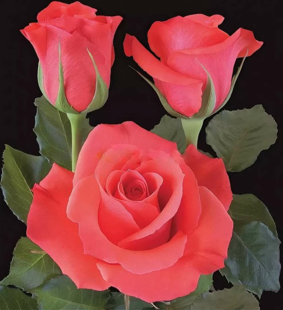 Сорт розы Маниту