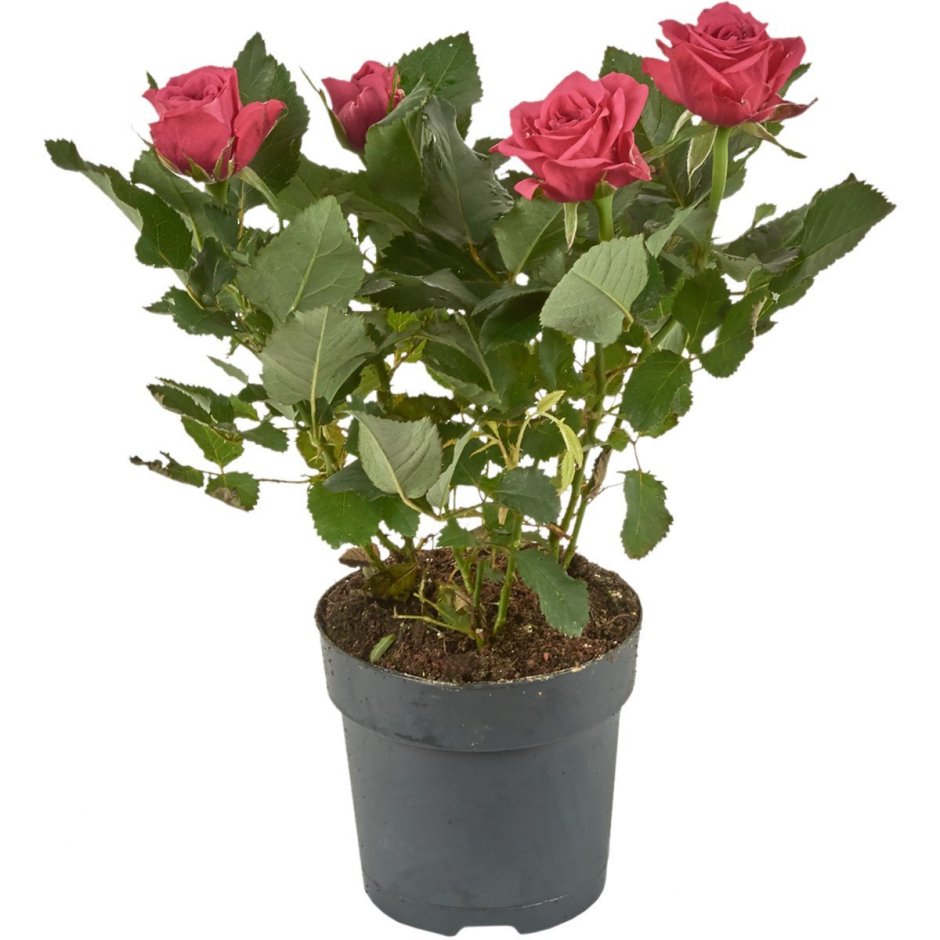 Бордо роза Кордана