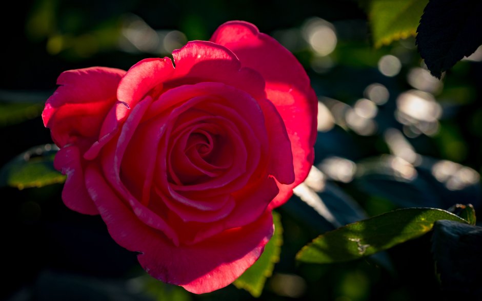 Розовая роза на солнце