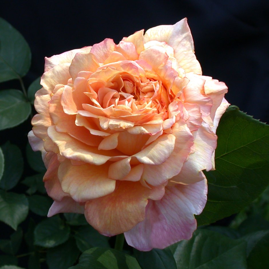 Мисс файн роза