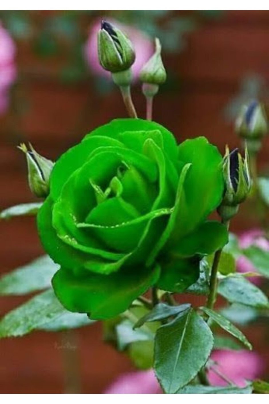 Зеленые розы с зелеными тычинками