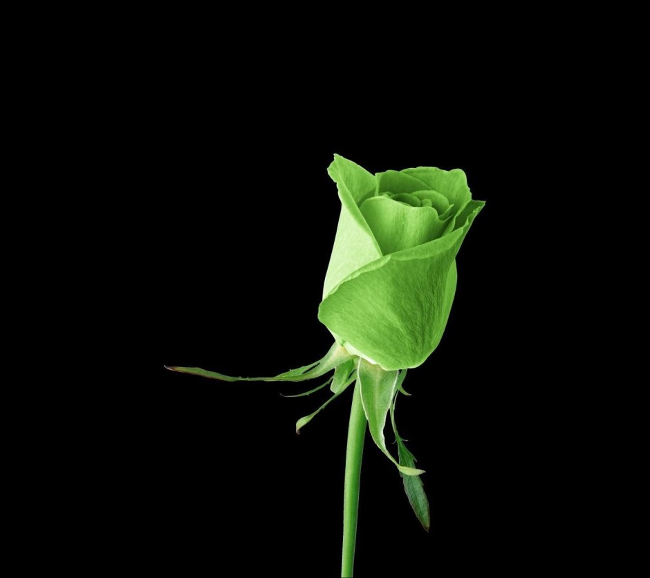 Зеленая роза на черном фоне