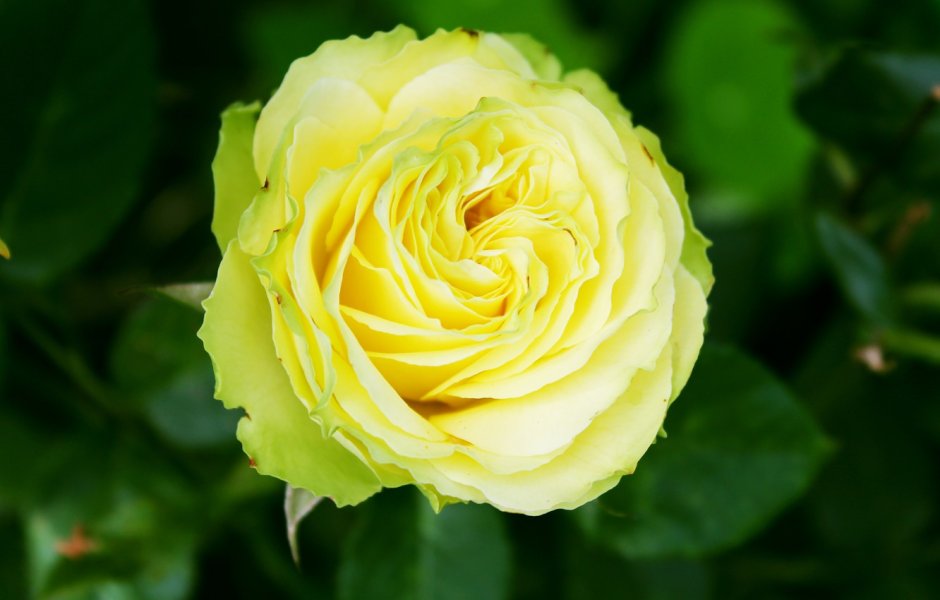 Роза желтый Хаммер