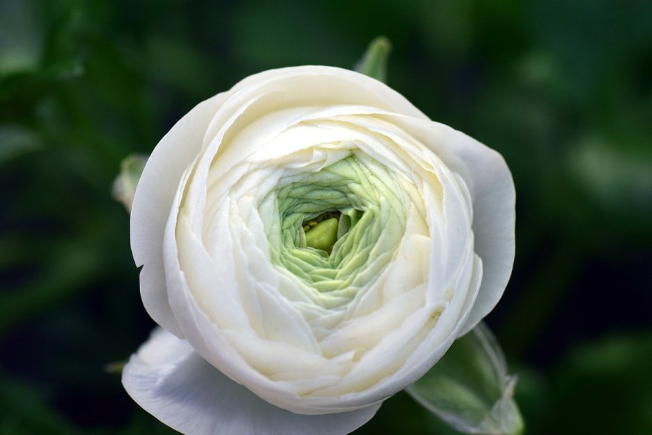Лютик белый "Ranunculus White"