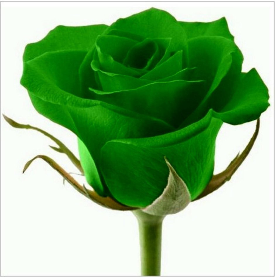 Зелёный Гарден роза