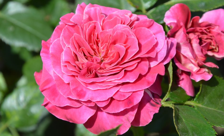 Роза sourire de Deauville