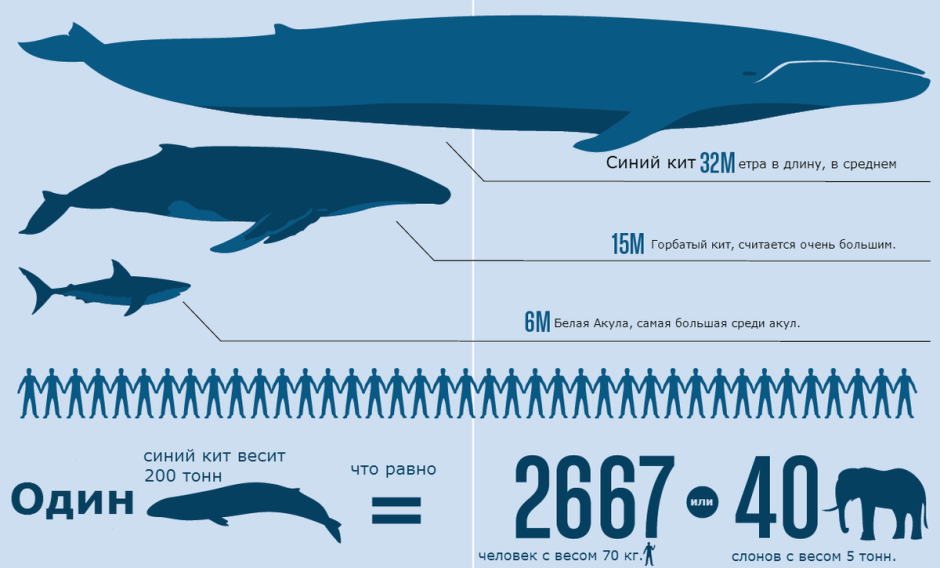 Кит размер синий кит