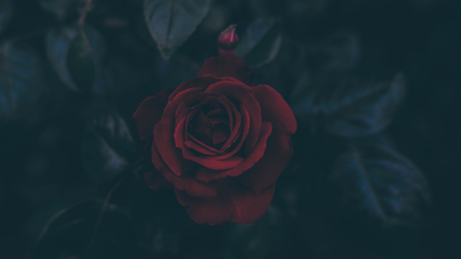 Бордовая роза арт